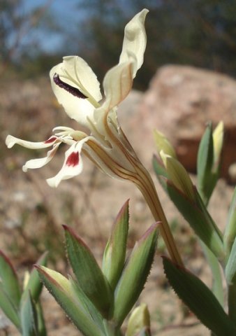 Lapeirousia fabricii one leader, many followers